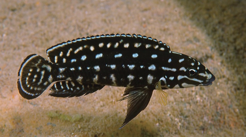 Julidochromis marlieri 'Bemba'